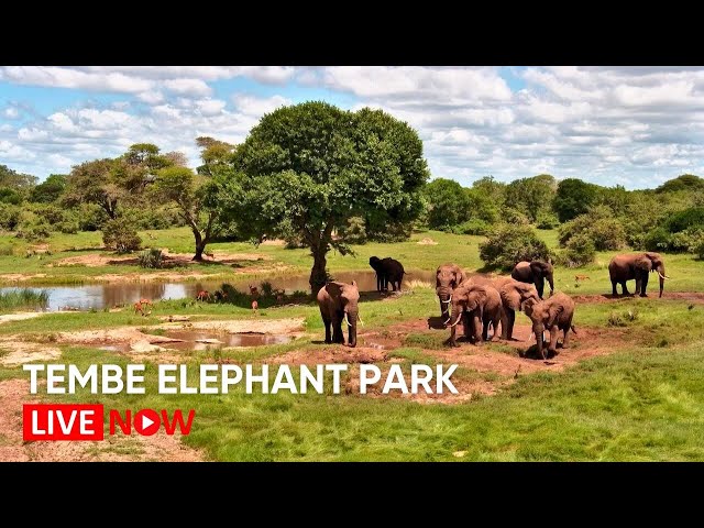 テンベ・エレファント・パークの野生動物