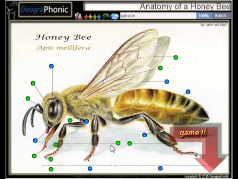 anatomi en honungsbiet, antenner, mandibles, snabel, förening ögon, spiracle,
