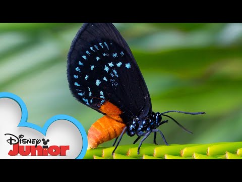 Baby Butterflies ? | Disney Animals Special Delivery with T.O.T.S. | Disney Junior