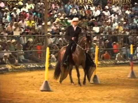 PASOFINOTV.COM - CALENA DEL RINCON PASO FINO