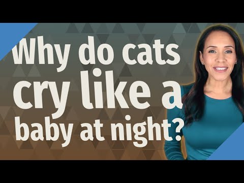 Why do cats cry like a baby at night?