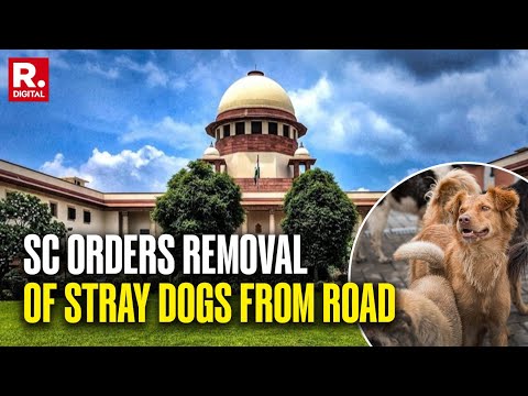 Stray Dogs Menace: Supreme Court Orders Removal Of Dogs From Roads, Schools, Highways & Hospitals