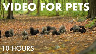 A Scurry of Squirrels in the Fall Forest - 10 Hour Cat TV for Pets and People 🐱 - Oct 13, 2025