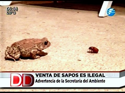 Venta de sapos es ilegal, según SEAM 12/02/16