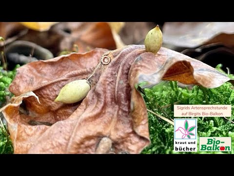 Laubflut im Garten? Verwandle sie in Gärtner-Gold!