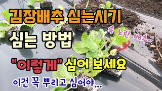 김장배추 심는시기 배추심는방법 이렇게 심어보세요 이건 꼭 뿌리고 심어야 배추가 단단하고 꽉차요 속노랗고 맛있…