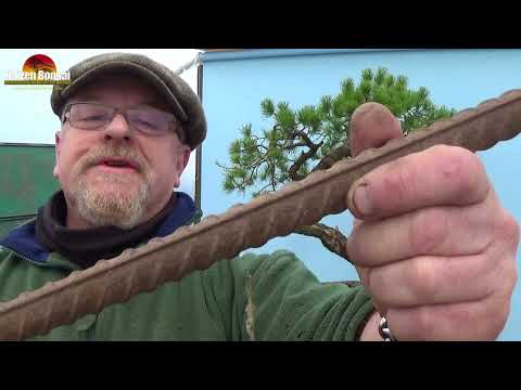 Using Rebar to Transform a Scots Pine Yamadori Bonsai