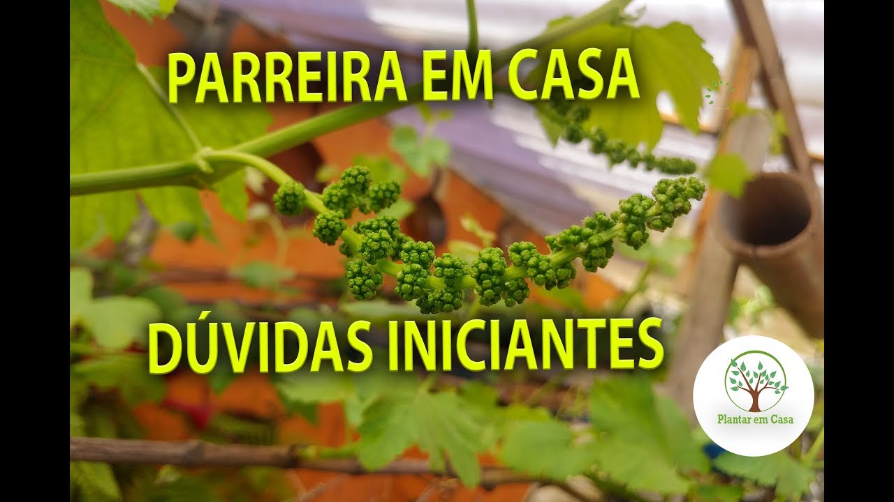 Plantar Uva em Casa, Básico respondendo duvidas