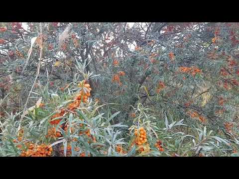 Otroligt mycket #havtorn ute på #Gräsön 2018!😋😍