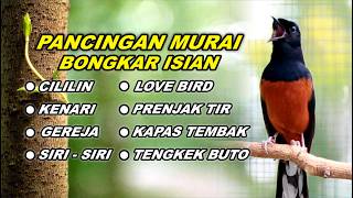 Download lagu 🔴 LIVE 41 - PANCINGAN MURAI BATU, NAIKKAN EMOSI MURAI BATU MALAS BUNYI AGAR GACOR mp3