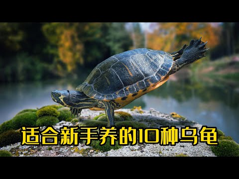 什麼龜最好養