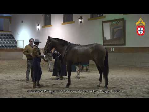 230128 38 Orabem - Aprovação de Garanhões