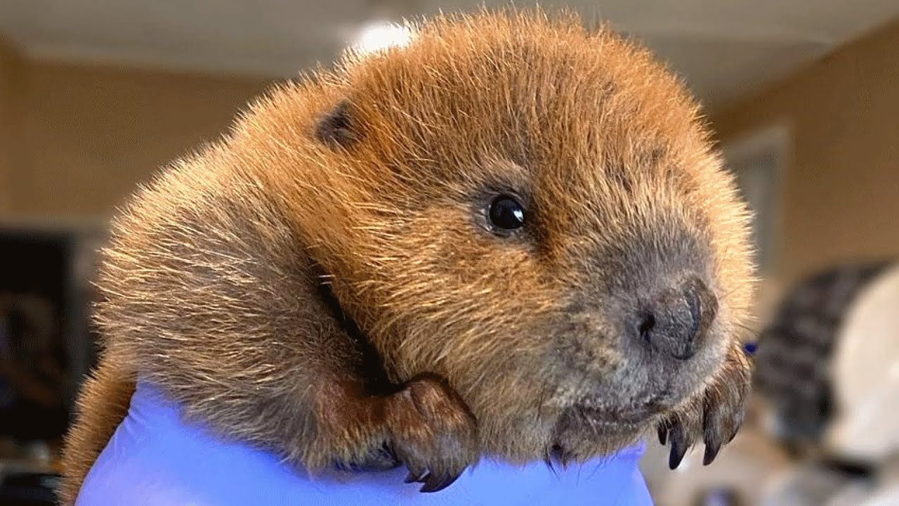What is a beaver baby?