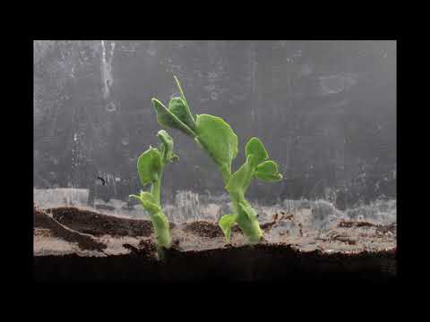 Sugar Peas Time-Lapse