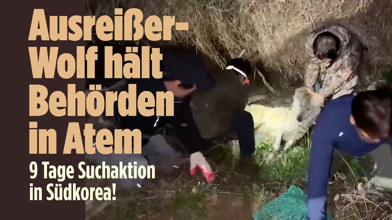 SÜDKOREA: Suchaktion endlich vorbei – Wolf und Bevölkerung in Sicherheit!
