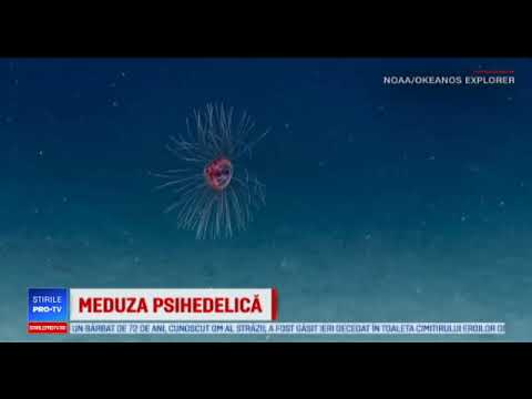 Creatură misterioasă, găsită în Oceanul Atlantic