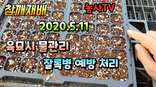 참깨재배, 파종 6일 후 90%발아, 발아 후 물관리와 잘록병 예방 처리 [농사TV]