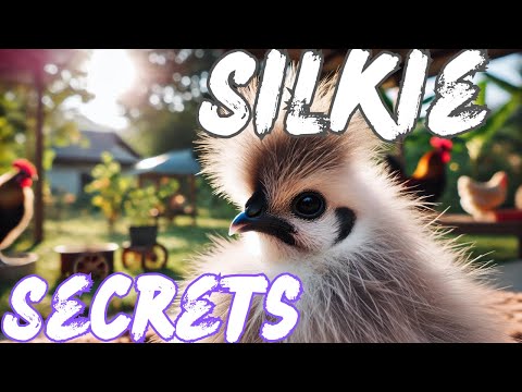 Silkie Chicken Facts You NEED to Know!