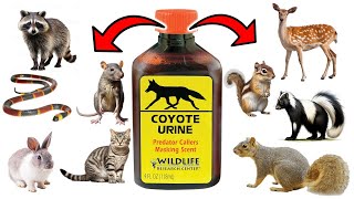 How To Use PREDATOR URINE To Get Rid of PESTS FAST - Squirrels, Raccoons, Skunks, Cats, Mice & Rats