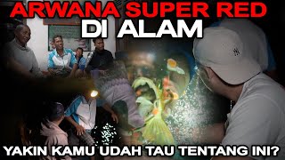 Download lagu ARWANA SUPER RED DI ALAM YAKIN KAMU UDAH TAU Fun F... mp3