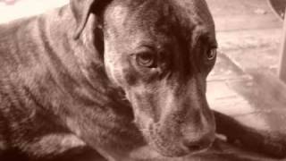 She belongs to me - Bob Dylan (Acoustic Cover) Dedicated to Jewly*