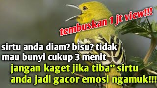 Download lagu suara cipoh sirtu sirdung betina LANGSUNG NYAUT SATU KAMPUNG BURUNG KELUAR SEMUA mp3