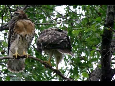 Two Fledgelings, Red Tailed Hawks..