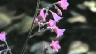 The Low Anthem Roses In a Mist V1 Working Title)