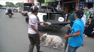 Dog Catching Team in Saigon