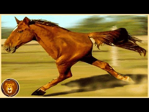 , title : '10 Pferde, die nur einmal in tausend Jahren geboren werden'