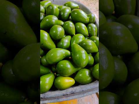 🇨🇴🥑 AGUACATE LORENA .EN ULLOA VALLE DEL CAUCA