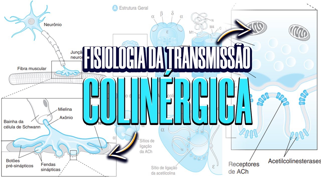 TRANSMISSÃO COLINÉRGICA - AULA NEUROFISIOLOGIA #3
