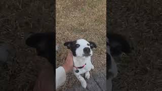 Video preview image #1 Mutt Puppy For Sale in Orlando, FL, USA