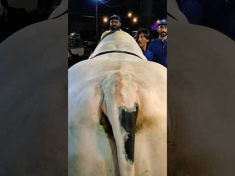 BIGGEST BULL IN THE WORLD