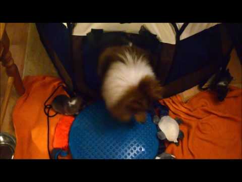 Q-litter of Summergarden / nearly 2 weeks old