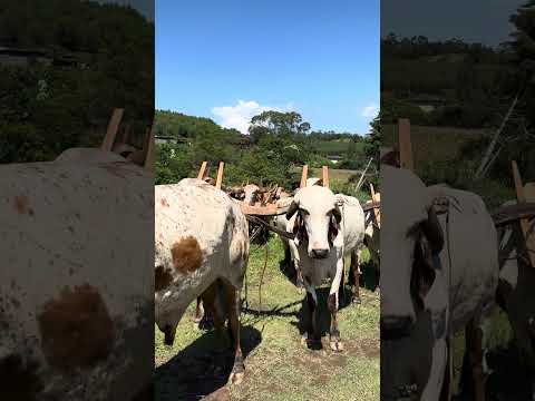 Desfile de Carros de Bois e Cavalgada em Nazaré Paulista (SP) | Março de 2026 #tradição #shorts