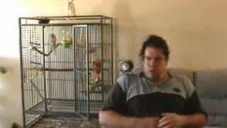 Tui the Talking African Grey Parrot, is my Harlious Fitness Coach