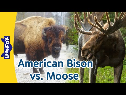Comparing a Bison and a Moose | Horns or Antlers? | Wild Animals | Little Fox