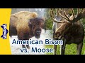 Comparing A Bison And A Moose Horns Or Antlers Wild Animals Little Fox