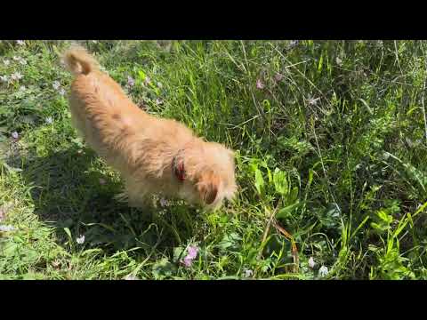 Zack's Adventure in the forest