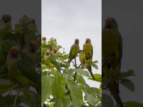 RIO Araguaia-Aruanã-GO SUAS BELEZAS! #vidanaroça #rioaraguaia #goias #turismo #pescaria