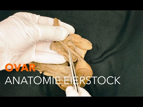Ovar - Anatomie Eierstock