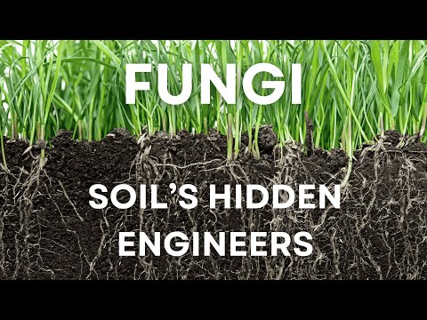 The Role of Fungi in Healthy Soil