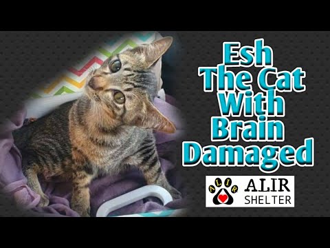Rescue A Cat With A Brain Damaged | Esh The Cat Miracle Recovery