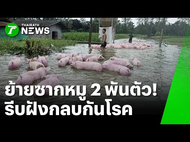 ขนซากหมูตาย 2,000 ตัว! ตัวฝังกลบด่วน | 6 ต.ค. 69 | ข่าวเช้าหัวเขียว