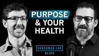 How Purpose in Life Improves Your Health | Dr. Martin Picard & Dr. Andrew Huberman