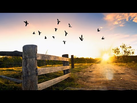 Amanhecer na Fazenda | Relaxar com Natureza, Animais, Tranquilidade | Som de Fazenda