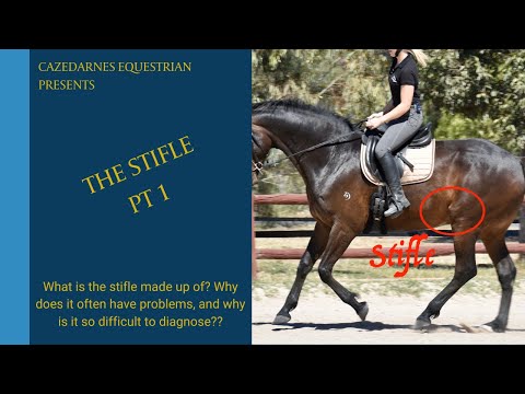 The Equine Stifle - Problems?  Start here