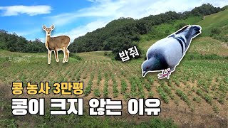 콩 농사 비둘기 때문에.. (콩 재배 비둘기 퇴치)