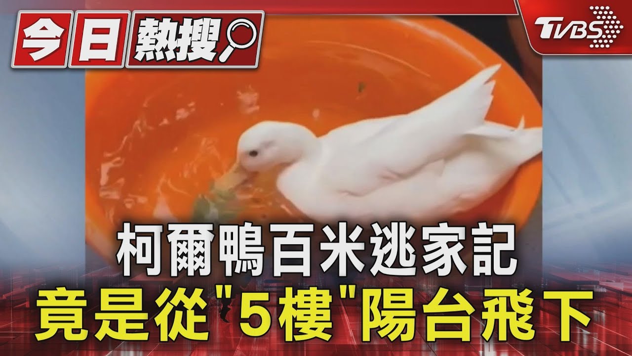 柯爾鴨百米逃家記 竟是從「5樓」陽台飛下